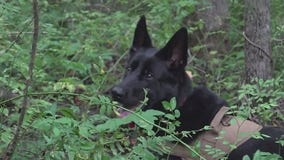 Program trains cadaver dogs to find people