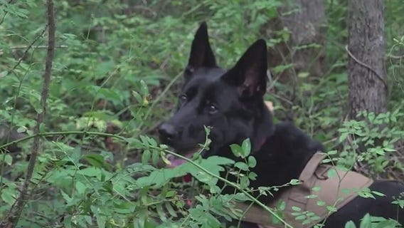Program trains cadaver dogs to find people
