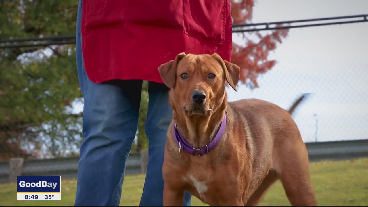 Dog of the Day: Phoebe