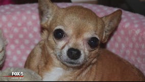 Montgomery County family mourning death of Chihuahua after it was attacked by pit bull