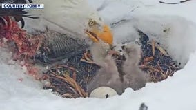 Big Bear eaglets preparing to leave the nest