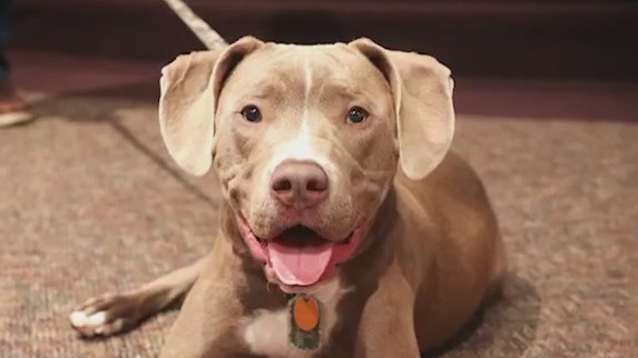 Pet of the Day with Jail Dogs