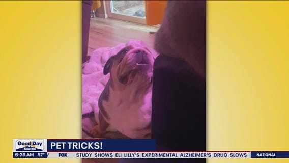 Pet Tricks for Tuesday, July 18