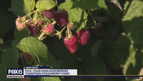 Berries, pumpkins, flowers and more