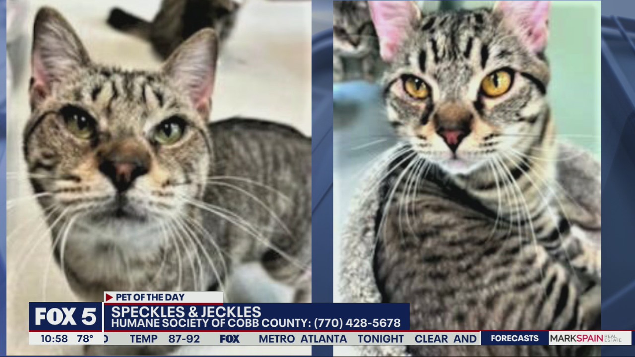 Pet of the Day from Humane Society of Cobb County