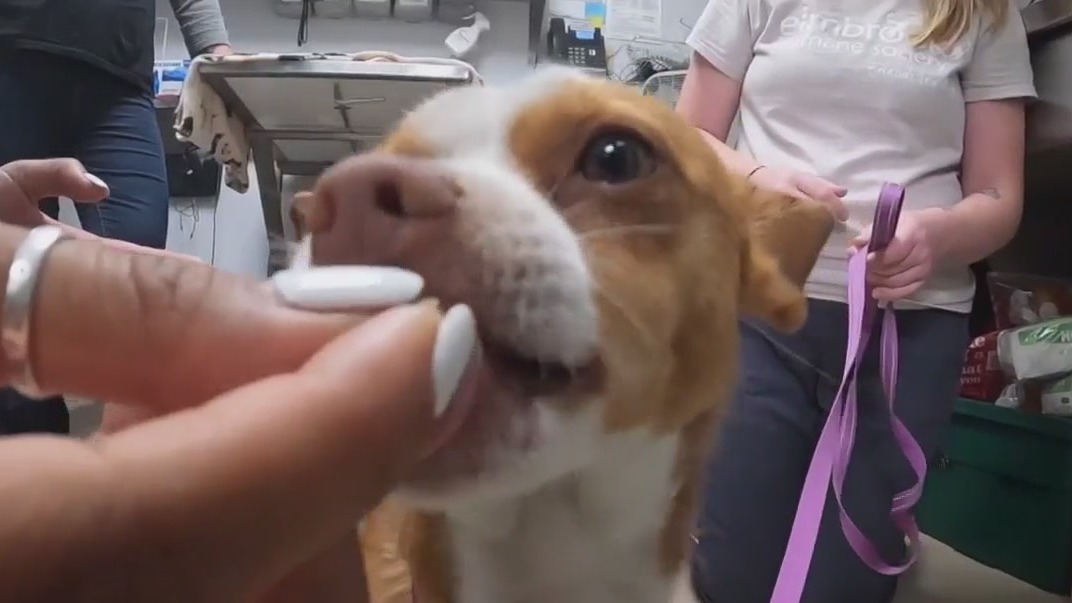 Wisconsin pet rescue operation milestone