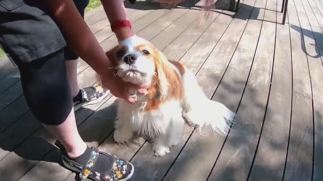 New procedure saving the lives of dogs