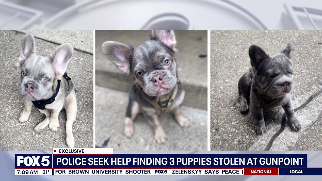 3 puppies stolen at gunpoint in DC: What we know about the case