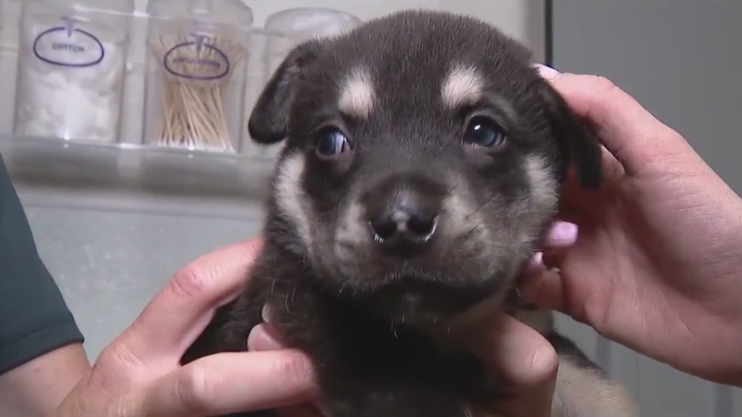 Vet telemedicine now allowed by Arizona law