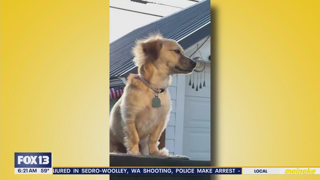 Pet Tricks for Monday, July 7