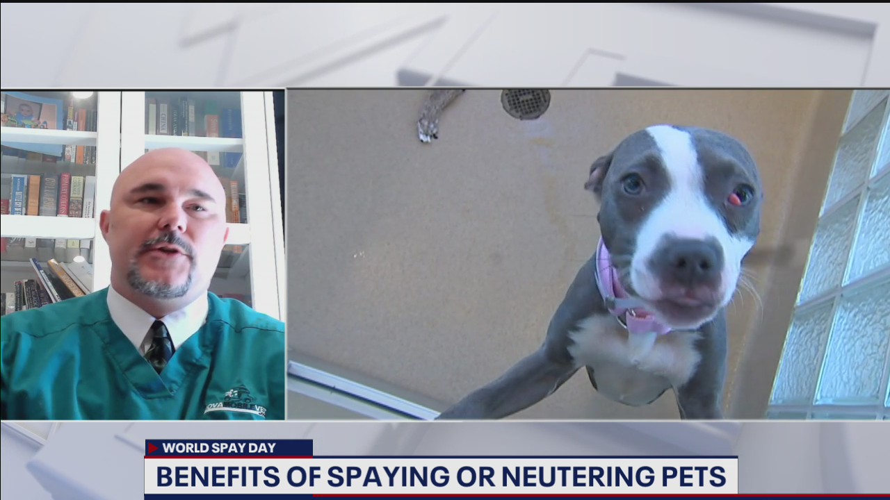 Benefits of spaying or neutering your pets