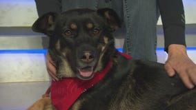 Pet Project: Cece from Best Friends Animal Society