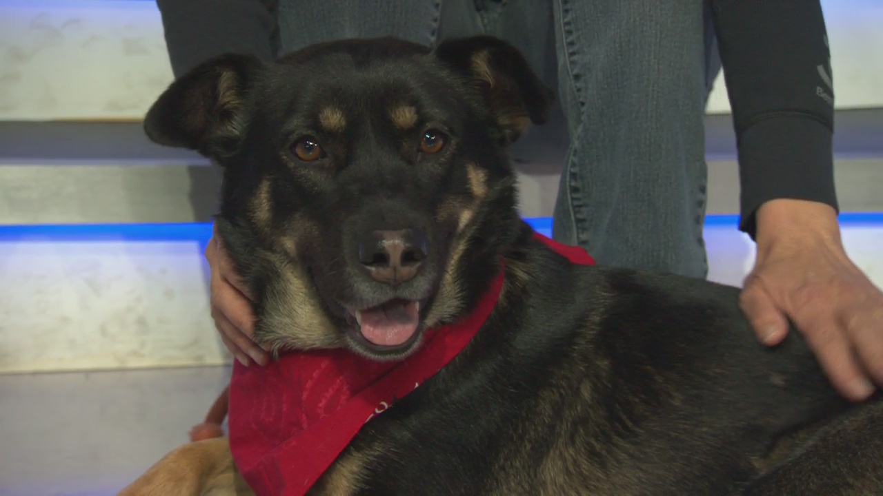 Pet Project: Cece from Best Friends Animal Society