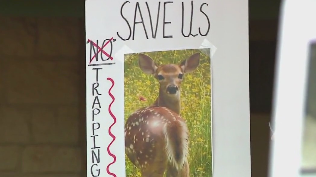 Neighbors concerned about deer trapping plan