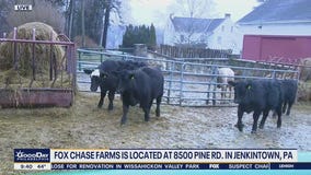 Kelly's Classroom: Fox Chase Farms