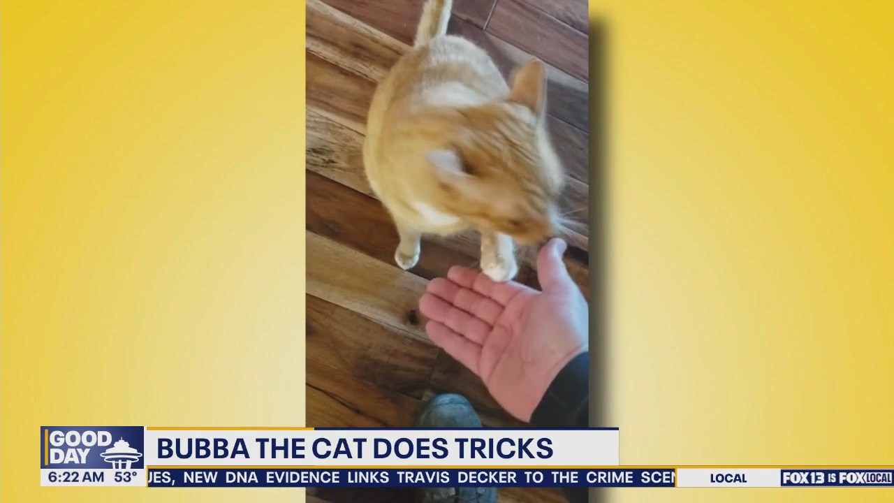 Pet Tricks for Thursday, July 3