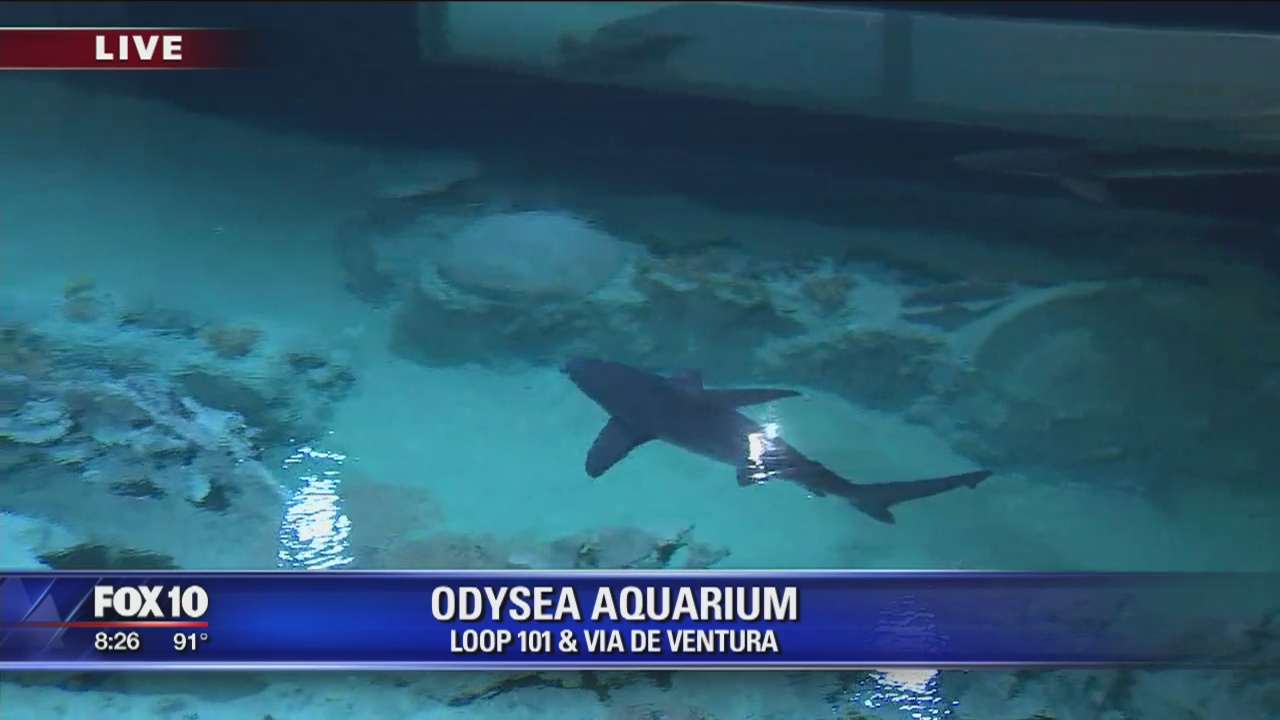Up close with sharks at OdySea Aquarium