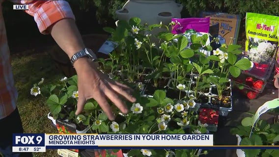 Growing strawberries in your own backyard with Dale K