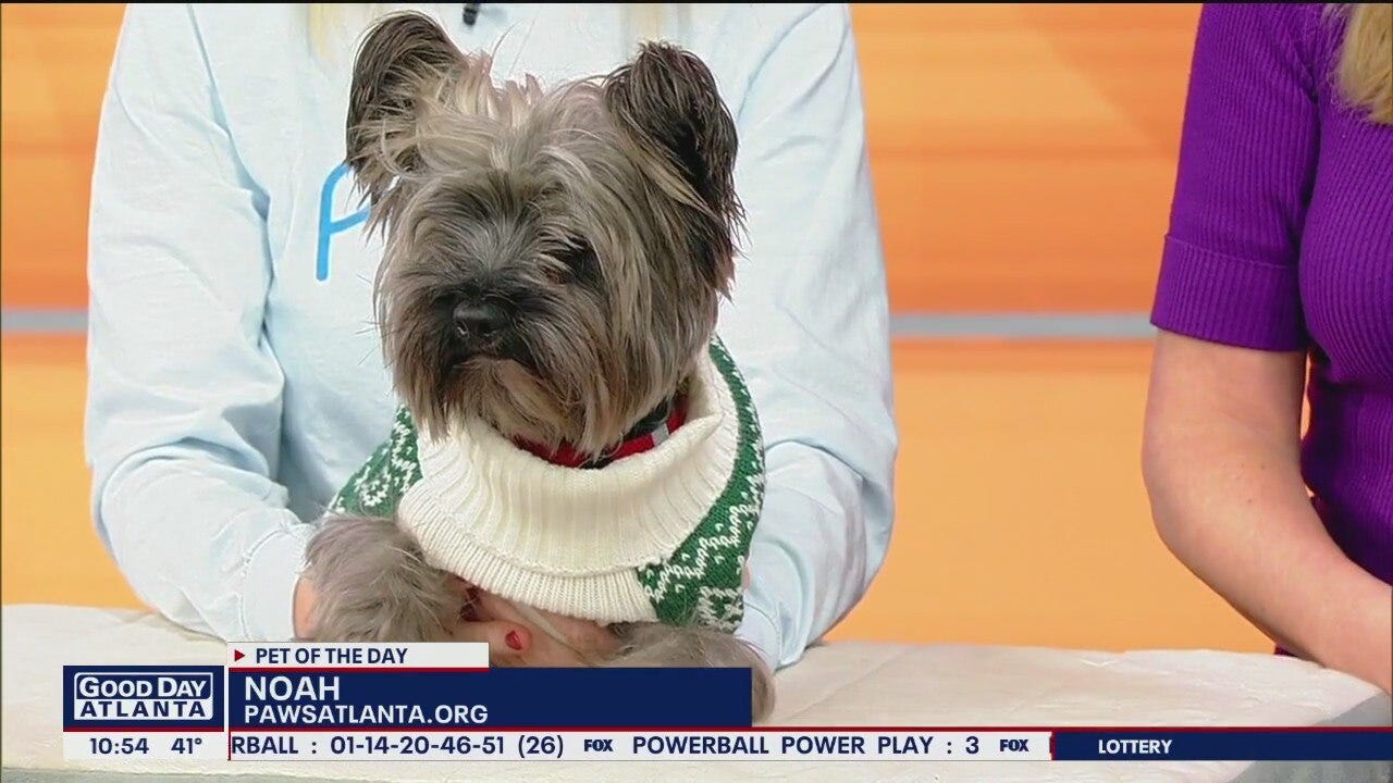 Meet Noah: Pet of the Day