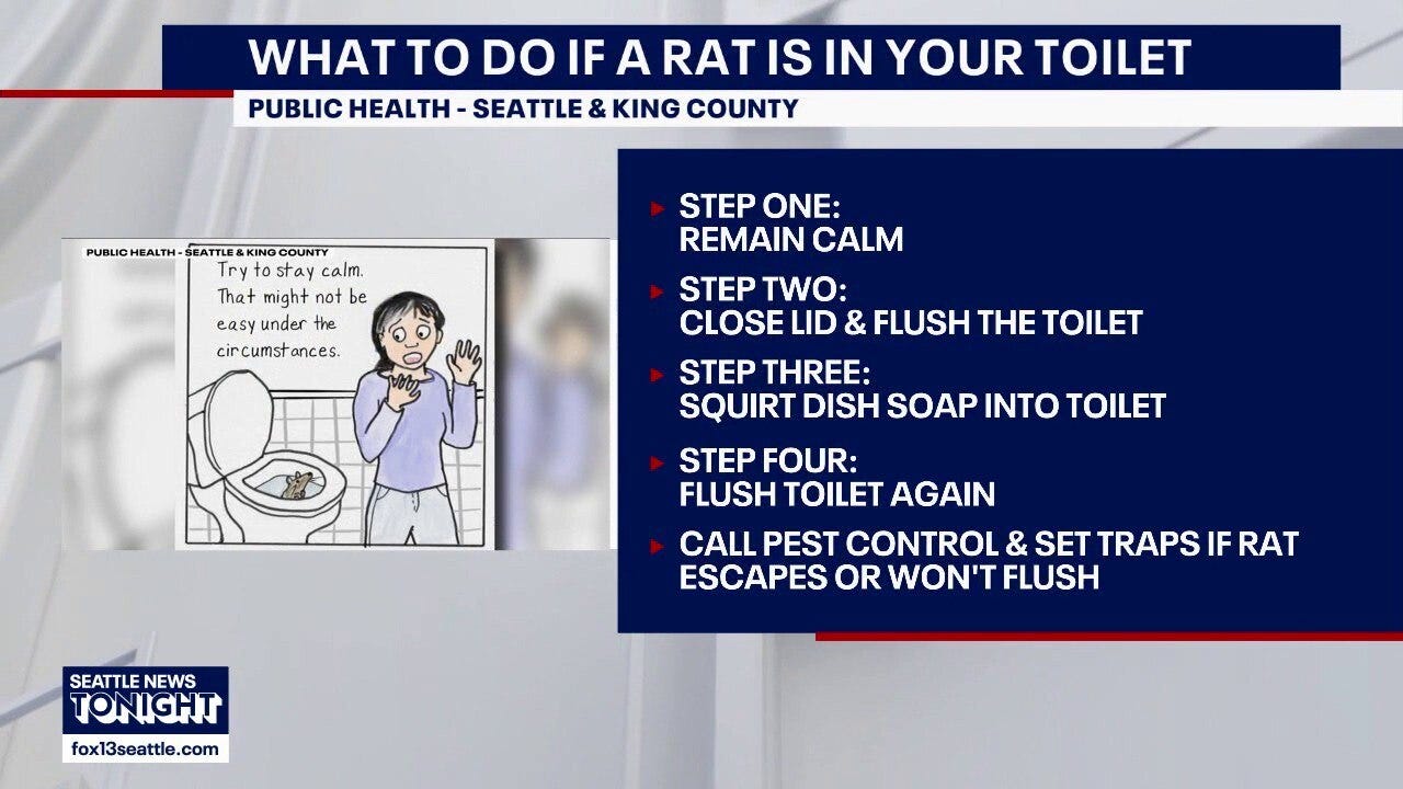 After heavy rain, King County warns rats may come up through toilets