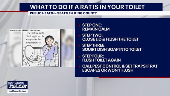 After heavy rain, King County warns rats may come up through toilets