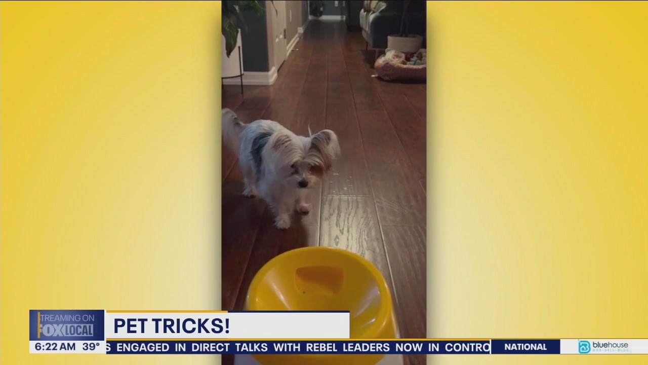 Pet Tricks for Monday, December 16