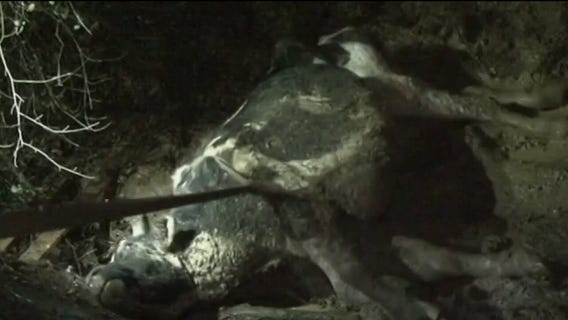 Cowtastrophe! 2,000-lb. steer named Bob tumbles down steep ravine