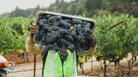 The first grapes of the wine country harvest are coming in
