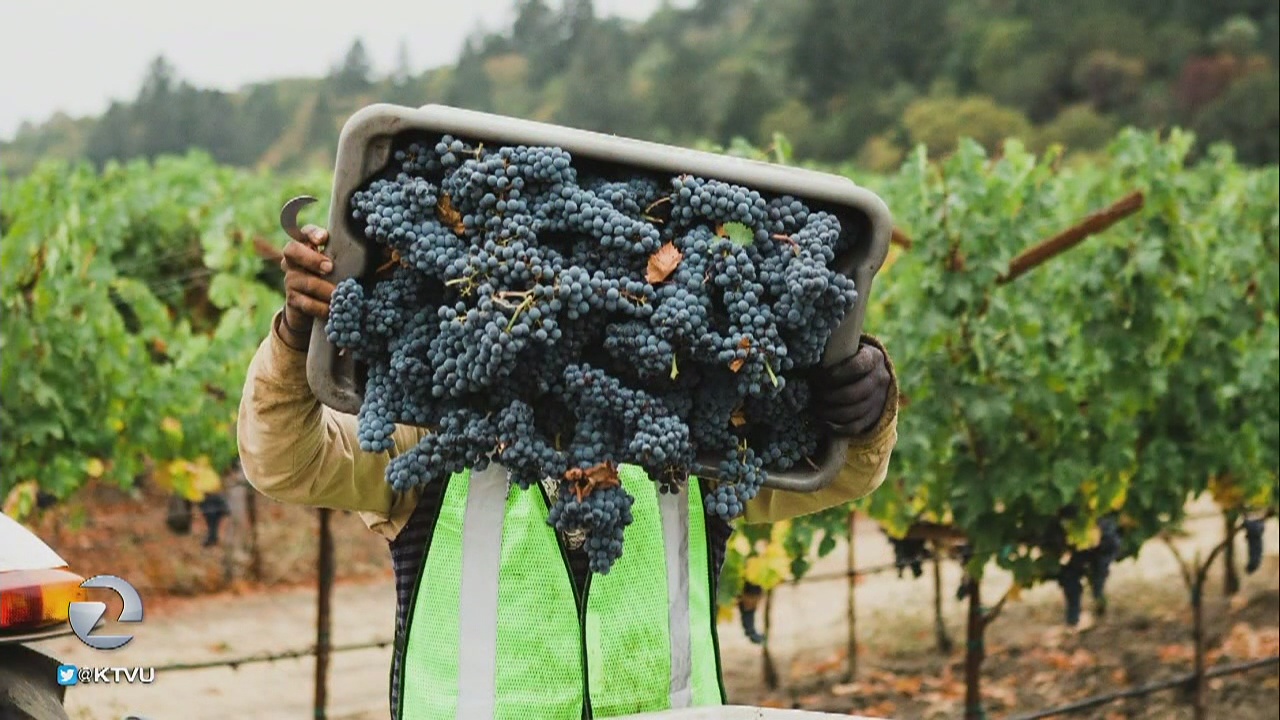 The first grapes of the wine country harvest are coming in