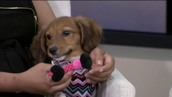 Pet of the Week: Meet Jill