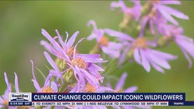Climate change could impact iconic wildflowers