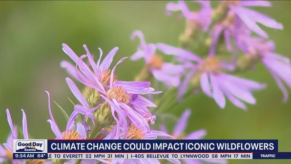Climate change could impact iconic wildflowers