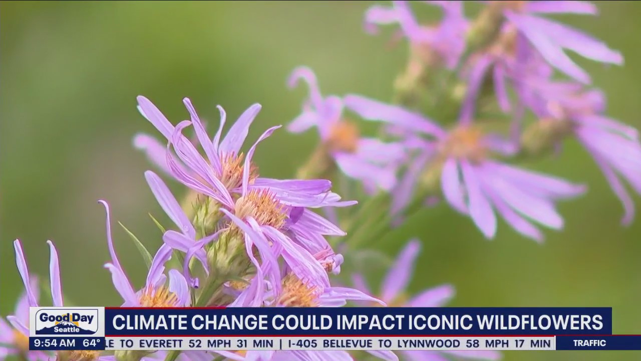 Climate change could impact iconic wildflowers