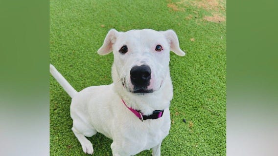 Meet Darla: Our Pet of the Day