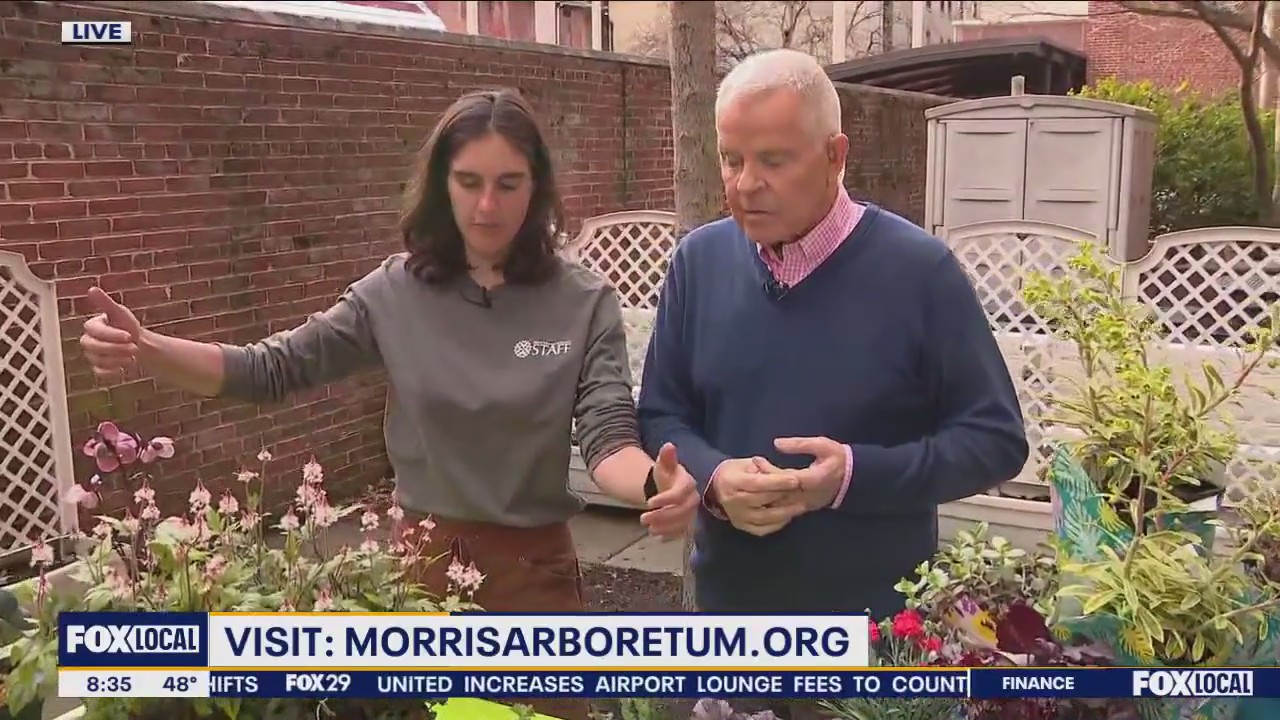 Low-maintenance Perennials