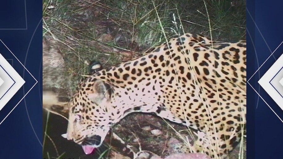'Jaguar #5' captured on trail camera in Arizona