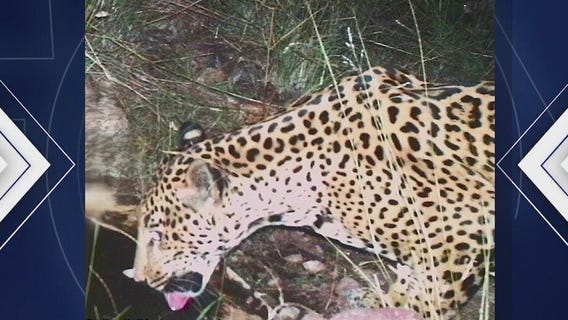 'Jaguar #5' captured on trail camera in Arizona