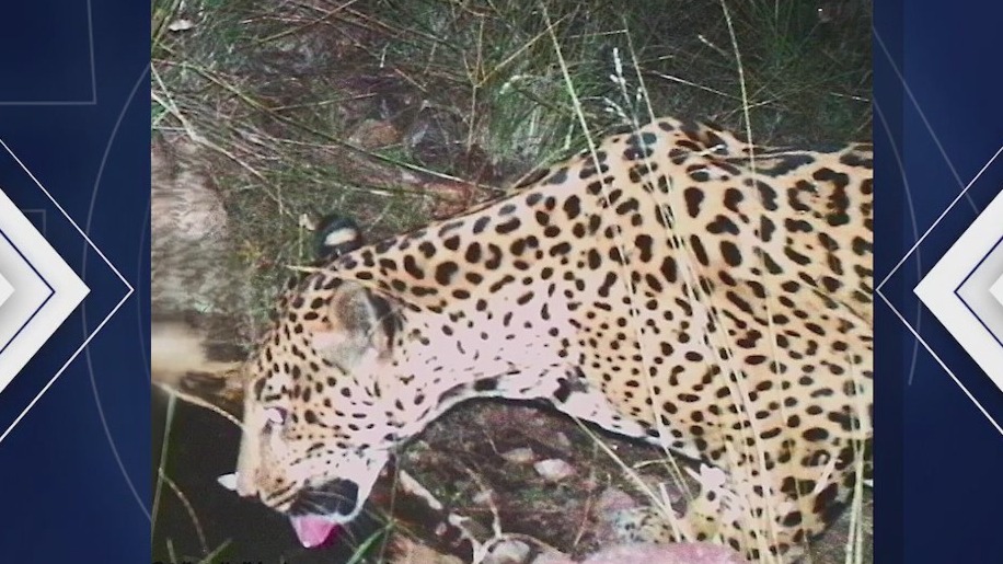 'Jaguar #5' captured on trail camera in Arizona