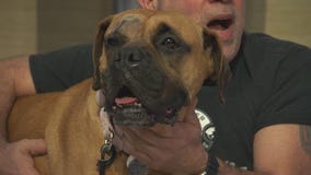 Pet Project: Princess Leia from Boxer Rescue LA
