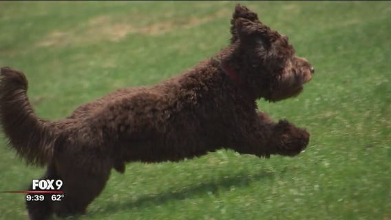 WOLF WEEK: From wolves to man's best friend