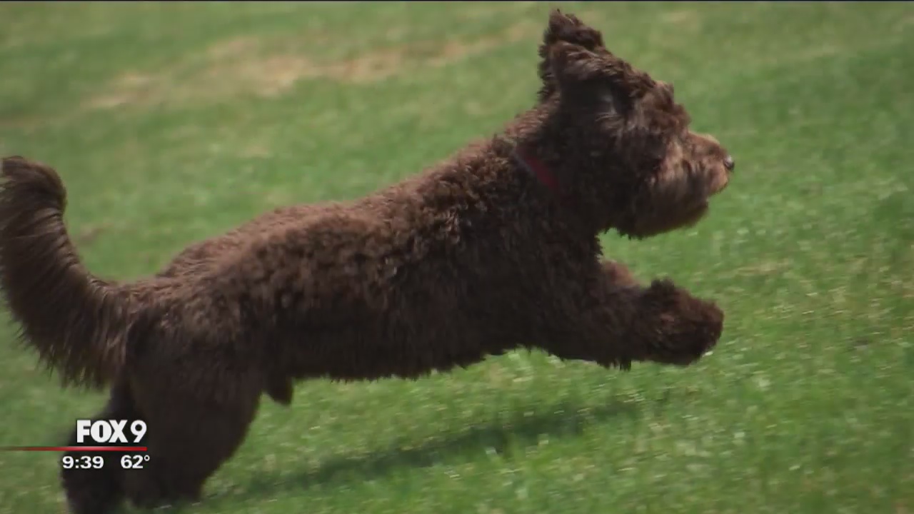 WOLF WEEK: From wolves to man's best friend