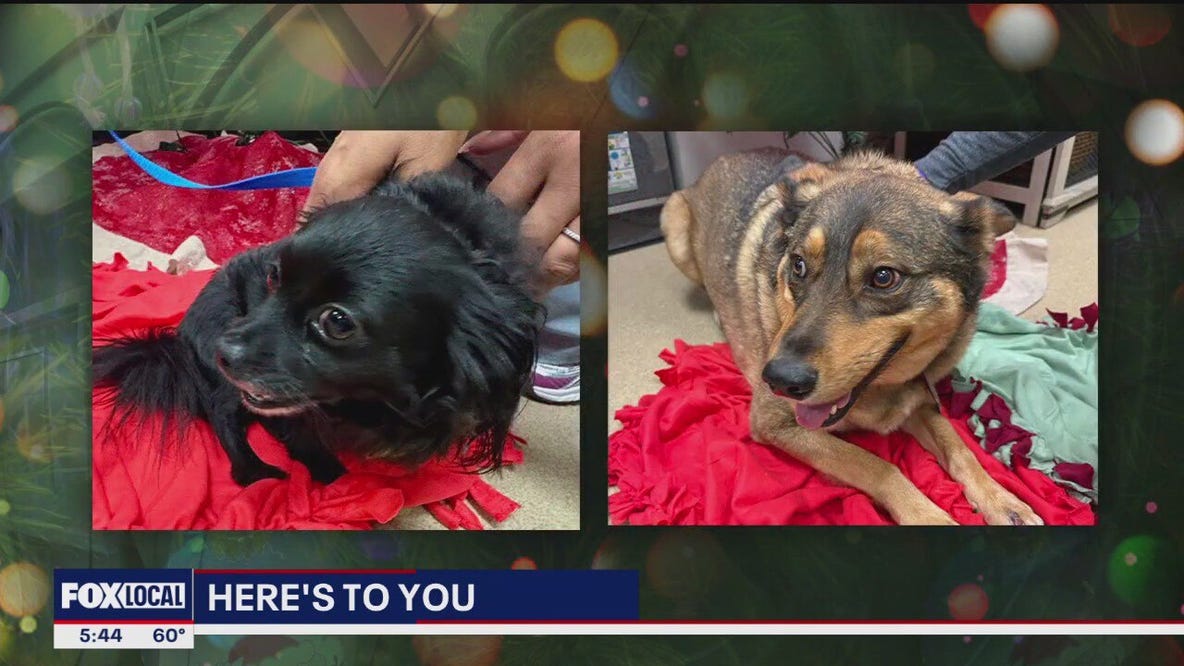 Here's To You: Cozy Creations for Plano Animal Shelter