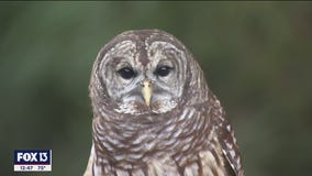 Birds are the star of the show at this Largo park