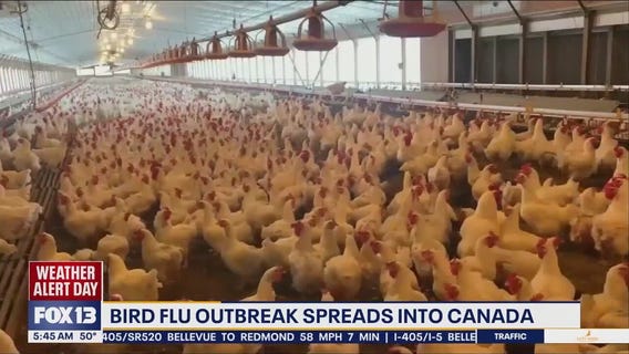 Bird flu outbreak spreads to Canada