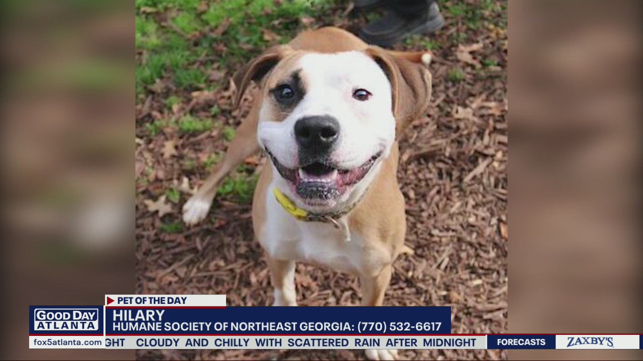 Pet of the Day from the Humane Society of Northeast Georgia
