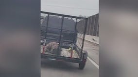 Arrest warrant issued for Indiana man after video shows dog in distress on trailer