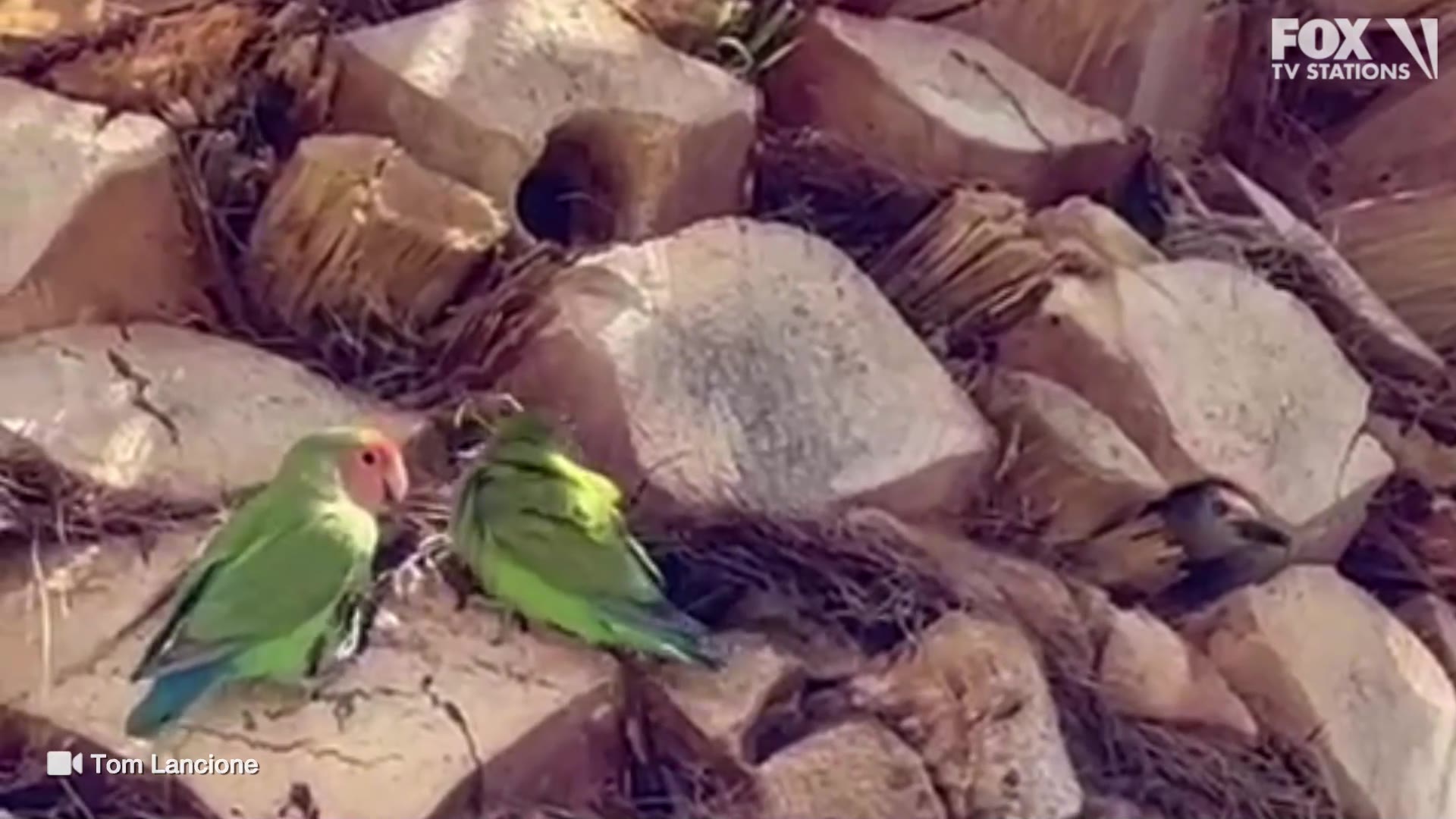 Gila Woodpeckers seen moving into new home