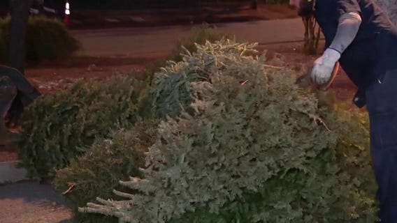Phoenix opens Christmas tree recycling sites