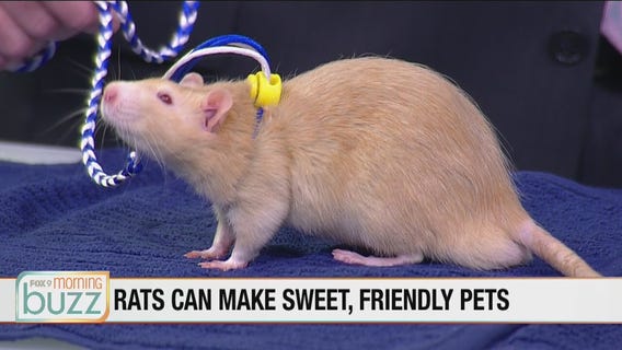 Small furry friends joined us in-studio to talk pint-sized animal adoption (Ernie the rat was a real hit)