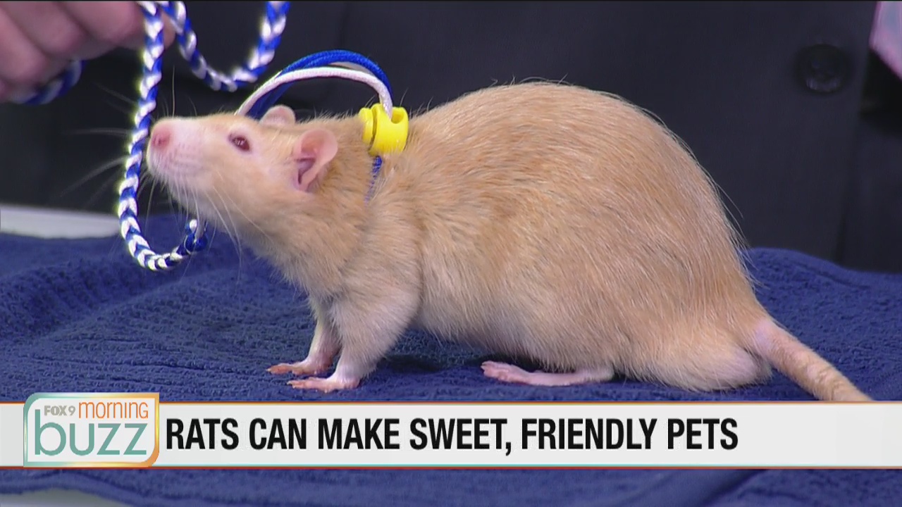 Small furry friends joined us in-studio to talk pint-sized animal adoption (Ernie the rat was a real hit)